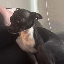 Thumbnail photo of Hoss (aka Drew) #3