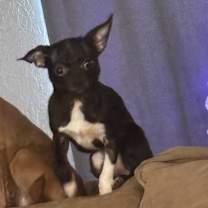 Thumbnail photo of Bella (aka Veronica) #1