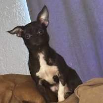 Thumbnail photo of Bella (aka Veronica) #4