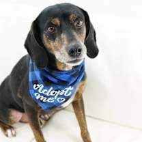 Thumbnail photo of Zille #2