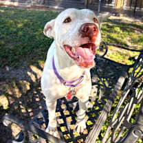 Thumbnail photo of Blossom #2