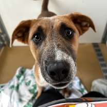 Thumbnail photo of Chet #3