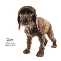 Thumbnail photo of Clover #3