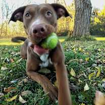 Thumbnail photo of Nutella #2