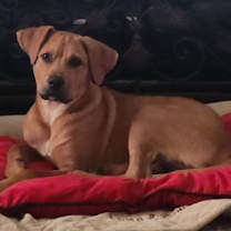 Thumbnail photo of Charlie #2