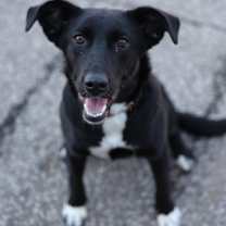 Thumbnail photo of Dawn #1