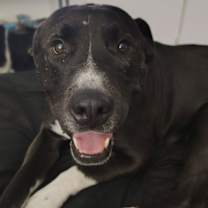 Thumbnail photo of BILLY #2 #2