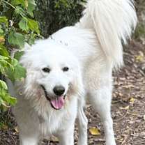 Thumbnail photo of Miles HTX #1