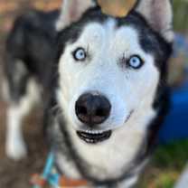 Thumbnail photo of Blizzard #2