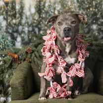 Thumbnail photo of Sandy - PENDING #2