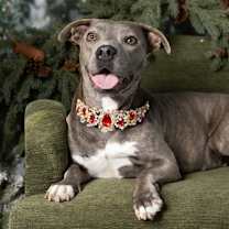 Thumbnail photo of Sandy - PENDING #3