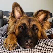 Thumbnail photo of Roscoe #2