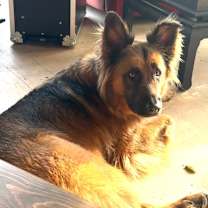 Thumbnail photo of Roscoe #3