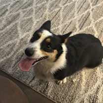 Thumbnail photo of Skye #2