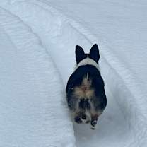 Thumbnail photo of Skye #4