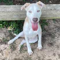 Thumbnail photo of Oblea #1