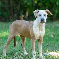 Thumbnail photo of Joy #1