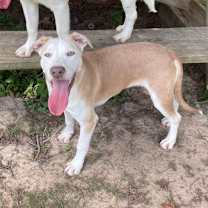 Thumbnail photo of Oblea #3