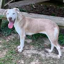 Thumbnail photo of Oblea #4