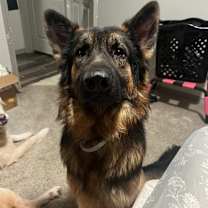 Thumbnail photo of Moose #3