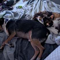 Thumbnail photo of Boomer #3