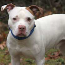 Thumbnail photo of Wishbone #1