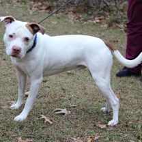 Thumbnail photo of Wishbone #2