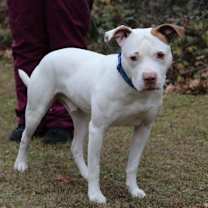 Thumbnail photo of Wishbone #3