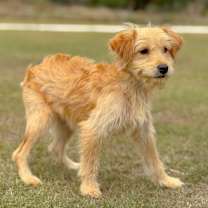 Thumbnail photo of Tara #3