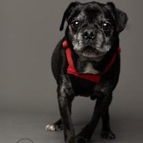 Thumbnail photo of Dexter (delayed Adoption) #4