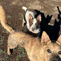 Thumbnail photo of Spot - Friendly! Good With Dogs! #3