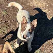 Thumbnail photo of Spot - Friendly! Good With Dogs! #4