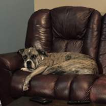 Thumbnail photo of Daisy #1