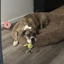 Thumbnail photo of Daisy #4