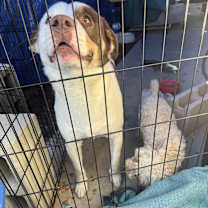 Thumbnail photo of milo #1