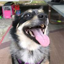 Thumbnail photo of Rose #1