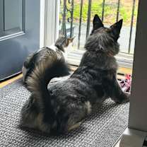 Thumbnail photo of Rose #3