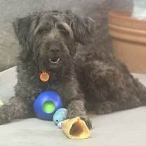 Thumbnail photo of Kirby #3