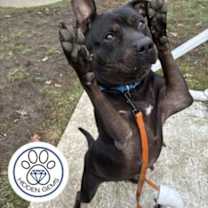 Thumbnail photo of Pebbles #2