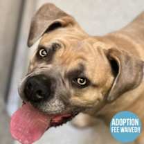 Thumbnail photo of Ramonda #1