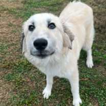 Thumbnail photo of Woody #3