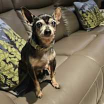 Thumbnail photo of Harley #1