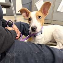 Thumbnail photo of MIDGE #2