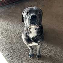 Thumbnail photo of Apollo #1