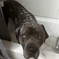 Thumbnail photo of Apollo #3