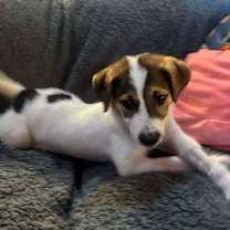 Thumbnail photo of Cosette #4