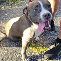 Thumbnail photo of Brutus  #2