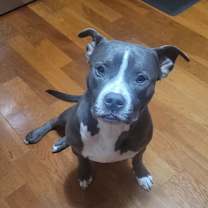 Thumbnail photo of Brutus  #3