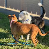 Thumbnail photo of Hazel #4