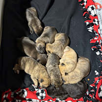 Thumbnail photo of Atreyu #4